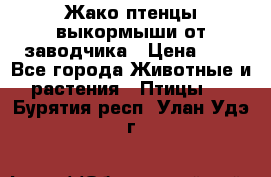 Жако птенцы выкормыши от заводчика › Цена ­ 1 - Все города Животные и растения » Птицы   . Бурятия респ.,Улан-Удэ г.